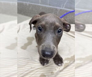 Doberman Pinscher-Unknown Mix Dogs for adoption in Las Vegas, NV, USA