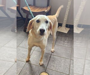 Labrador Retriever-Unknown Mix Dogs for adoption in Fairfax, VA, USA