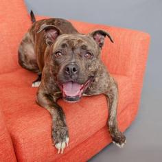 American Pit Bull Terrier Dogs for adoption in Mission Hills, CA, USA