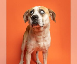 Bull Terrier-Unknown Mix Dogs for adoption in Rowlett, TX, USA