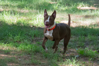 Medium Photo #1 American Pit Bull Terrier-Unknown Mix Puppy For Sale in Blairsville, GA, USA