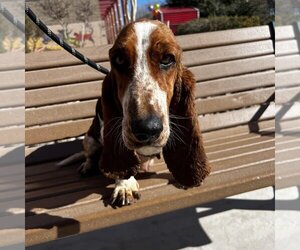 Basset Hound Dogs for adoption in Vail, AZ, USA