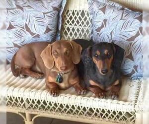 Dachshund Dogs for adoption in Los Angeles, CA, USA