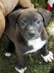 Mutt Dogs for adoption in Marine City, MI, USA