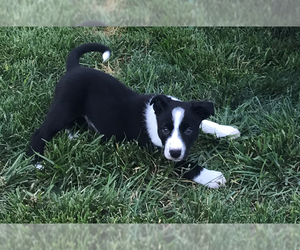 Border Collie-Unknown Mix Dogs for adoption in Mechanicsburg, PA, USA