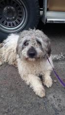 Bearded Collie Dogs for adoption in Fresno, CA, USA