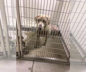 Labmaraner Dogs for adoption in Pierceton , IN, USA
