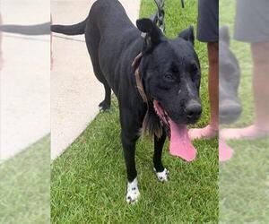Shepradors Dogs for adoption in Tallahassee, FL, USA