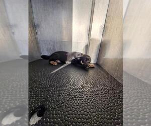 Chihuahua-Unknown Mix Dogs for adoption in San Antonio, TX, USA