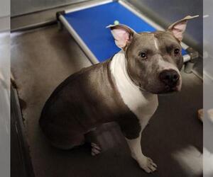 American Pit Bull Terrier Dogs for adoption in Camarillo, CA, USA