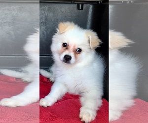 Maltese Dogs for adoption in Pottstown, PA, USA