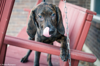 Plott Hound Dogs for adoption in Provo, UT, USA