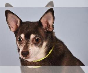 Chihuahua Dogs for adoption in Fort Collins, CO, USA
