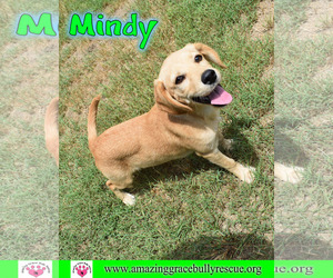 Medium Photo #1 Beagle-Unknown Mix Puppy For Sale in Pensacola, FL, USA