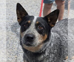 Mutt Dogs for adoption in Yardley, PA, USA