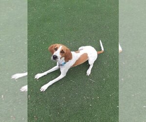 Treeing Walker Coonhound Dogs for adoption in Fruit Heights, UT, USA