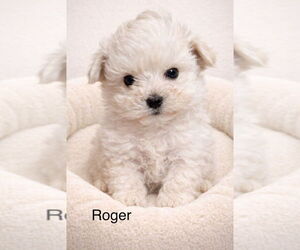 Poodle (Miniature)-Unknown Mix Dogs for adoption in Studio City, CA, USA