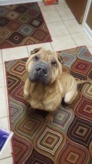 Chinese Shar-Pei Dogs for adoption in FAIRLAWN, OH, USA