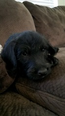 Miniature Labradoodle Dogs for adoption in Fort Worth, TX, USA