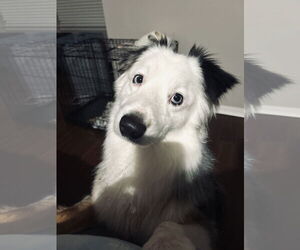 Australian Shepherd Dogs for adoption in Staten Island, NY, USA