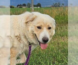 Great Pyrenees-Huskies Mix Dogs for adoption in Hamilton, MT, USA
