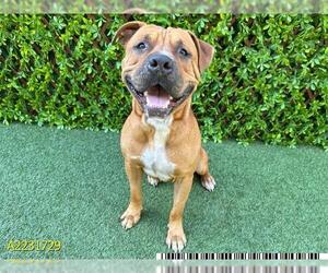 American Pit Bull Terrier Dogs for adoption in West Palm Beach, FL, USA