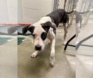 American Pit Bull Terrier-Unknown Mix Dogs for adoption in Rosenberg, TX, USA