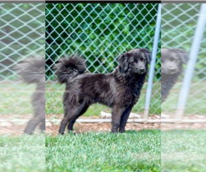 Border Collie-Colonial Cocker Spaniel Mix Dogs for adoption in Aurora, IN, USA