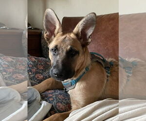 German Shepherd Dog Dogs for adoption in Seattle, WA, USA