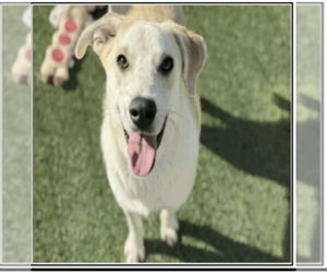 Labbe Dogs for adoption in Winston Salem, NC, USA