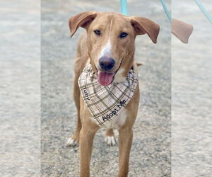 Labrador Retriever-Rhodesian Ridgeback Mix Dogs for adoption in Rockaway, NJ, USA