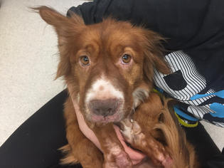 Basset Hound-Border Collie Mix Dogs for adoption in Spokane, WA, USA