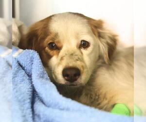 --Unknown Mix Dogs for adoption in San Antonio, TX, USA