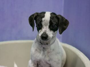 Rat Terrier Dogs for adoption in Pasadena, CA, USA