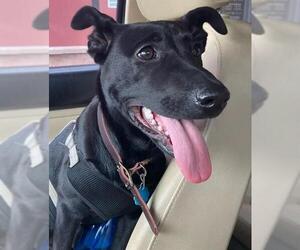 Labrador Retriever Dogs for adoption in San Antonio, TX, USA