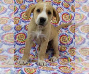Sheprador Dogs for adoption in Morton Grove, IL, USA