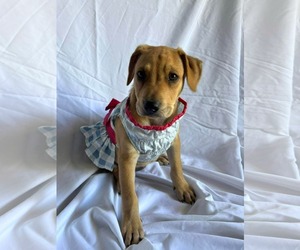 Dachshund-Unknown Mix Dogs for adoption in NYC, NY, USA
