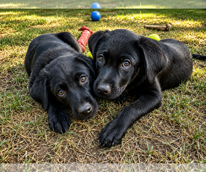 Labrador Retriever-Unknown Mix Dogs for adoption in Clovis, CA, USA