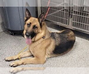 German Shepherd Dog Dogs for adoption in Houston, TX, USA