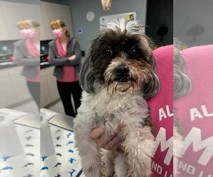 Shih Apso Dogs for adoption in Overland Park, KS, USA