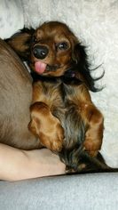Medium Photo #1 Dachshund Puppy For Sale in Coatesville, PA, USA