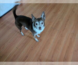 Chihuahua Dogs for adoption in Orange Grove, TX, USA