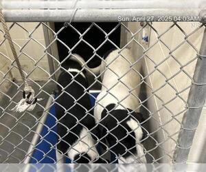 Great Pyredane Dogs for adoption in Ocala, FL, USA