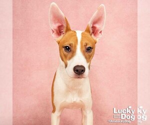 Jack Russell Terrier-Labrador Retriever Mix Dogs for adoption in Washington, DC, USA