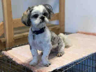 Shih Tzu Dogs for adoption in Hampton Bays, NY, USA