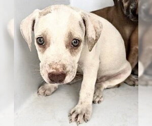 Labrador Retriever-Unknown Mix Dogs for adoption in Houston, TX, USA