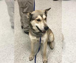 German Shepherd Dog-Siberian Husky Mix Dogs for adoption in Conroe, TX, USA