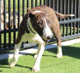 Bull Terrier Dogs for adoption in Grass Valley, CA, USA