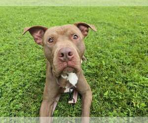 American Pit Bull Terrier-Unknown Mix Dogs for adoption in Millersville, MD, USA