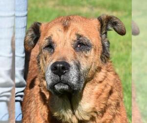 Chinese Shar-Pei-Unknown Mix Dogs for adoption in Nashville, IN, USA